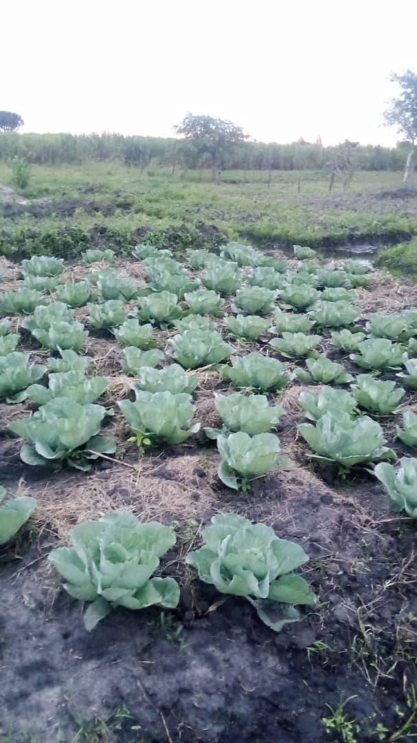 Community farm with maize and beans