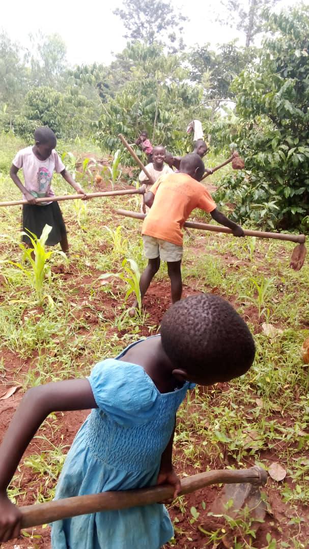 EVCM community farm with maize and beans