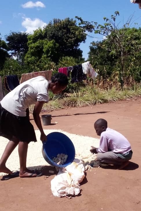Maize harvest